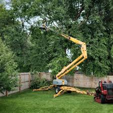 Best Weed Control  in Alamo, CA