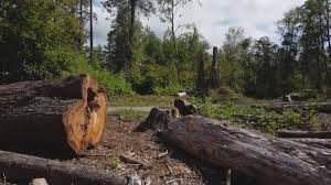 Best Root Management and Removal  in Alamo, CA