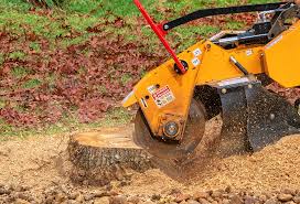 Best Tree Disease Treatment  in Alamo, CA