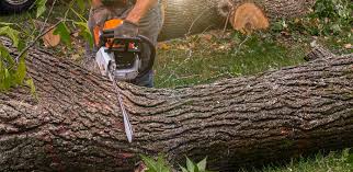 Best Arborist Consultation Services  in Alamo, CA