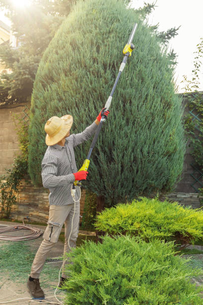 Lawn Drainage Solutions in Alamo, CA