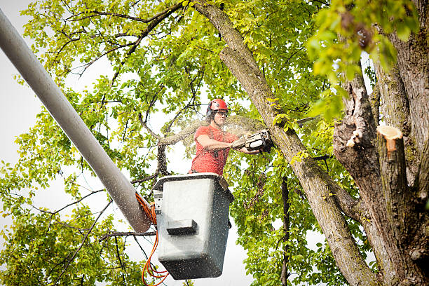 Best Tree Mulching  in Alamo, CA