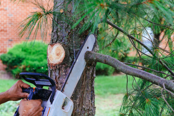 Best Pest Control for Lawns  in Alamo, CA